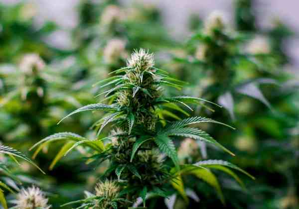 Comparing the Use of medical Cannabis for Fibromyalgia